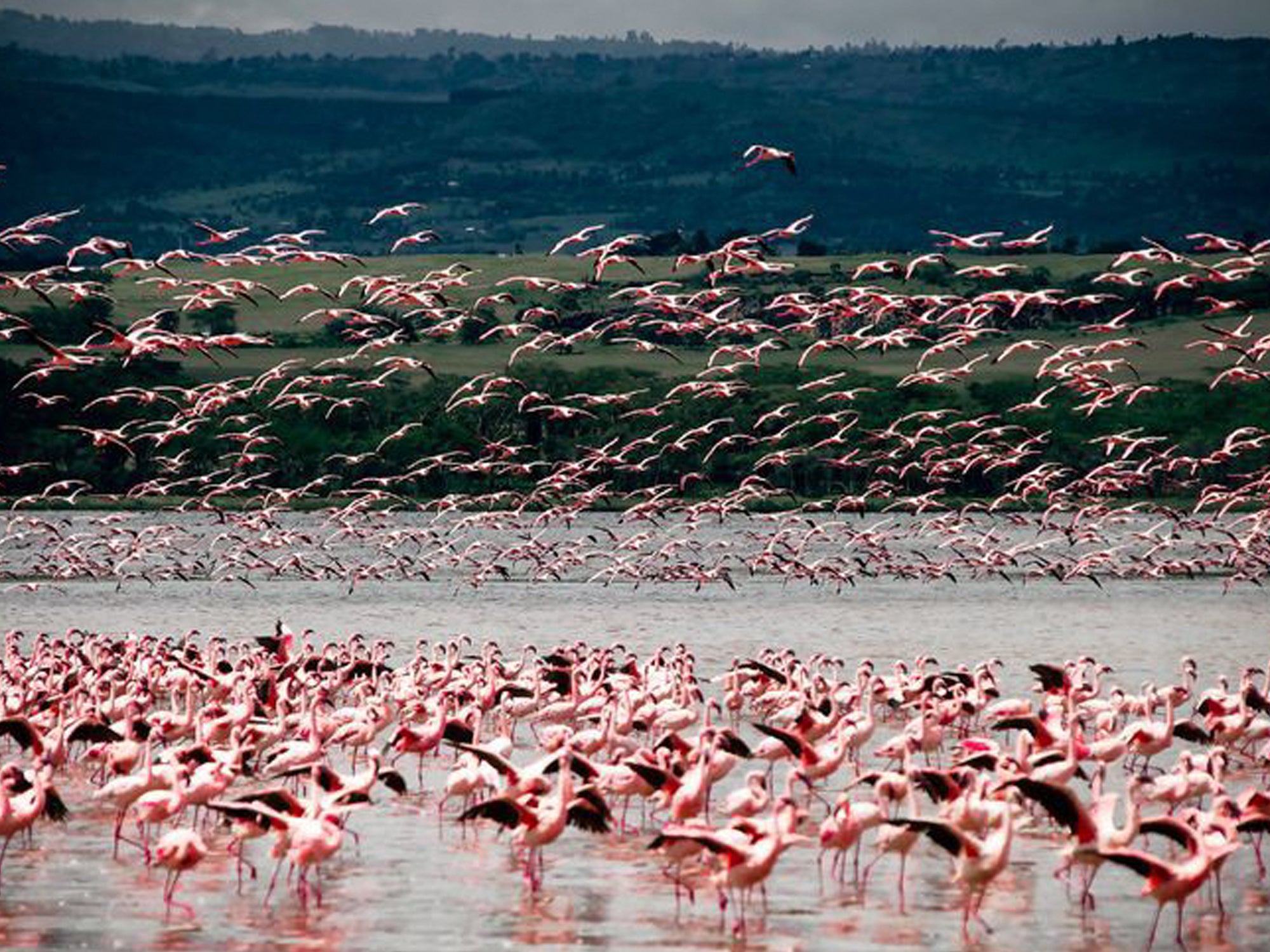 A flamboyance of flamingoes